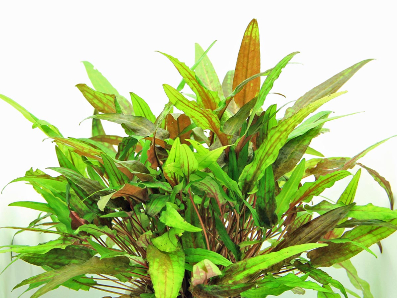 Cryptocoryne wendtii Grün - Grüner Wasserkelch